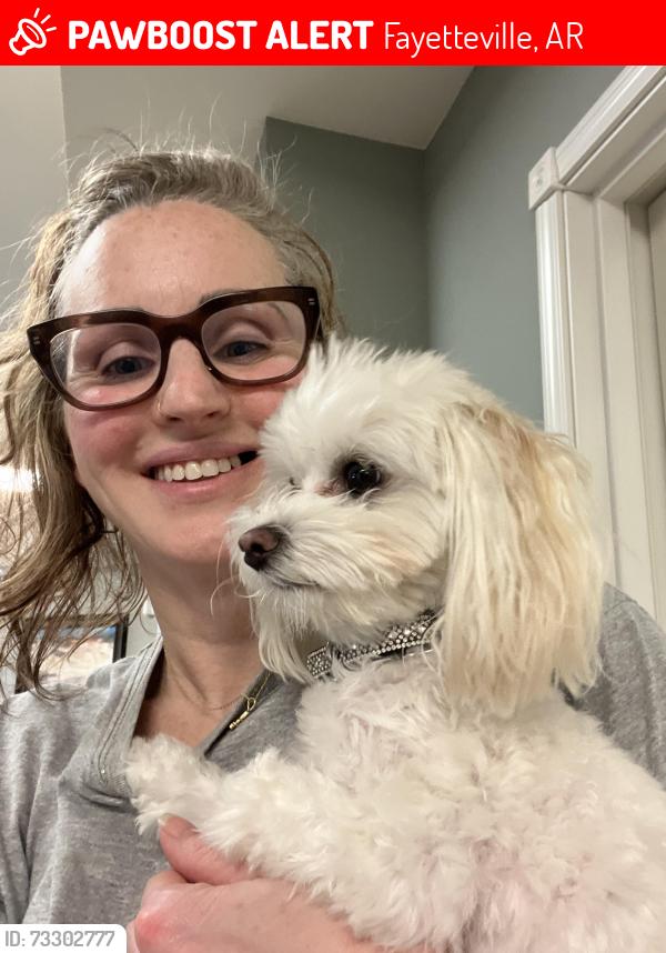Lost Male Dog last seen 1 mile road, Fayetteville, AR 72702