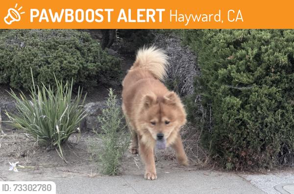 Found/Stray Unknown Dog last seen Next to Canyon View Park, Hayward, CA 94542