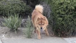 Found/Stray Unknown Dog last seen Next to Canyon View Park, Hayward, CA 94542