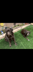 Reunited Male Dog last seen Vista Del Norte neighborhood, Albuquerque, NM 87113