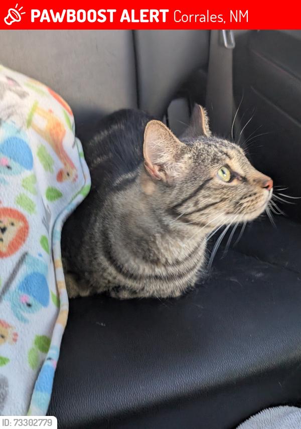 Lost Male Cat last seen Chimaja rd Corrales, Corrales, NM 87048