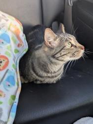 Lost Male Cat last seen Chimaja rd Corrales, Corrales, NM 87048