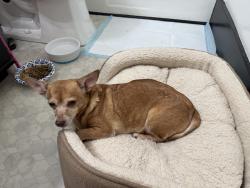 Found/Stray Female Dog last seen Ham lane, Lodi, CA 95258