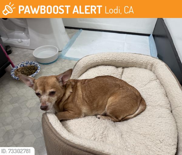 Found/Stray Female Dog last seen Ham lane, Lodi, CA 95258