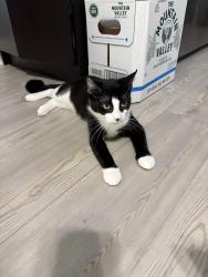 Reunited Female Cat last seen Ridgewood/buckete, San Antonio, TX 78201