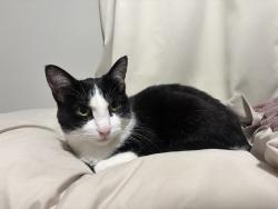Found/Stray Female Cat last seen Lodestone Park, Kearns, UT 84118