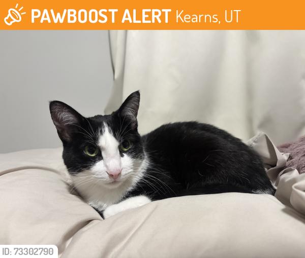 Found/Stray Female Cat last seen Lodestone Park, Kearns, UT 84118