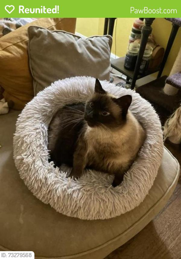 Reunited Female Cat last seen Ingleside and Westminster, Norfolk, VA 23502