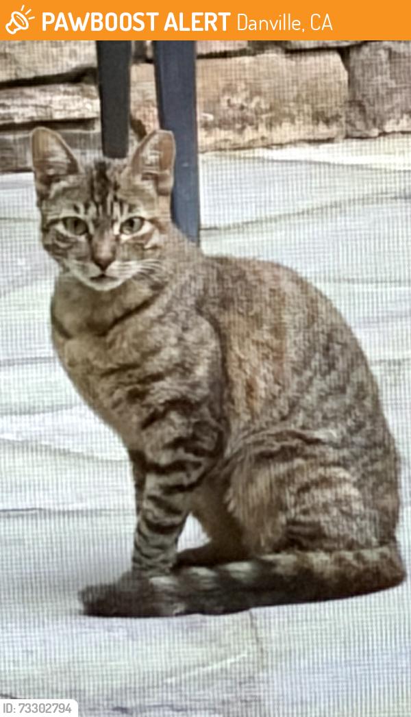Found/Stray Unknown Cat last seen Bonanza way & ests Dr, Danville, CA 94526