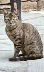 Found/Stray Unknown Cat last seen Bonanza way & ests Dr, Danville, CA 94526