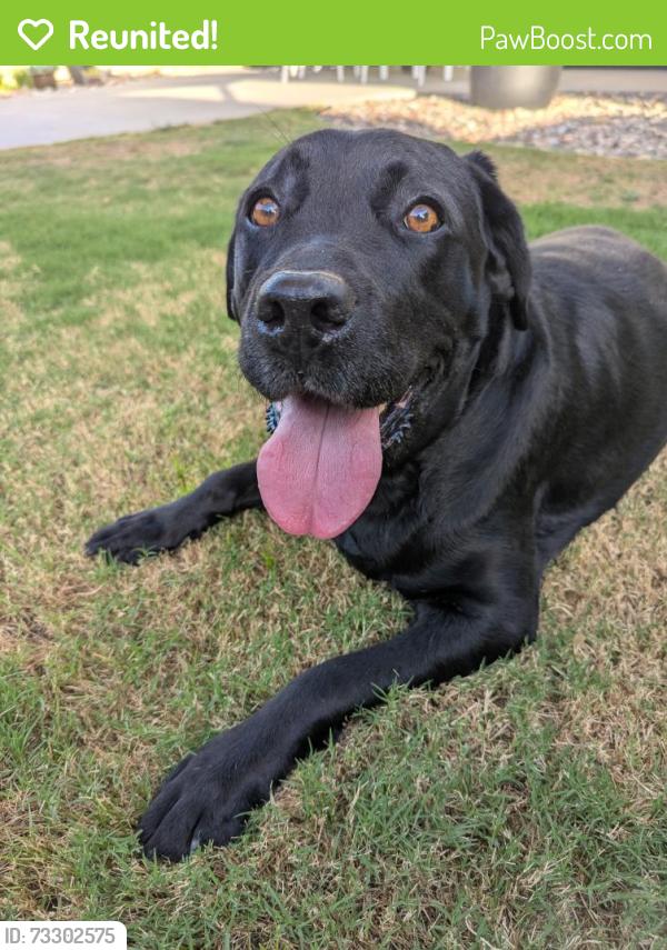 Reunited Female Dog last seen Bobhird Drive, San Diego, CA 92119