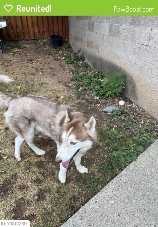 Reunited Male Dog last seen Wasatch boulevard by Churchill Junior junior High, Millcreek, UT 84124