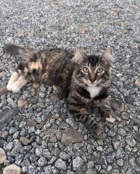 Lost Female Cat last seen Chapin st Madera ca, Madera, CA 93638