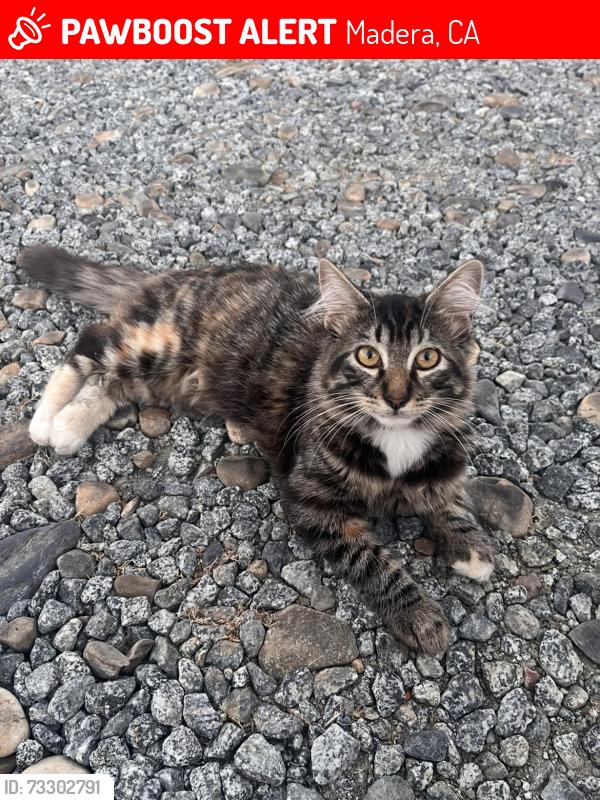 Lost Female Cat last seen Chapin st Madera ca, Madera, CA 93638