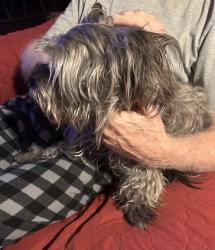 Reunited Male Dog last seen Ducharme Ave near Roland Wiley 89145, Las Vegas, NV 89145