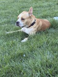 Found/Stray Male Dog last seen Sierra Madre Ave and Alpine Ave, Stockton, CA 95204
