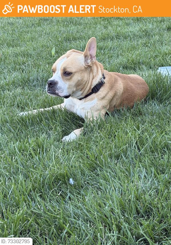 Found/Stray Male Dog last seen Sierra Madre Ave and Alpine Ave, Stockton, CA 95204