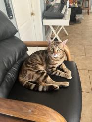 Lost Male Cat last seen W Belmont & W McKinley, Fresno, CA 93723
