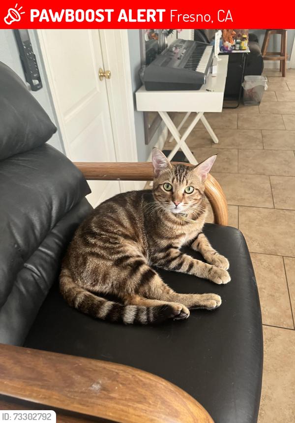 Lost Male Cat last seen W Belmont & W McKinley, Fresno, CA 93723