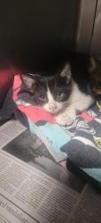 Shelter Stray Male Cat last seen , West Valley Animal Shelter, 20655 Plummer St, Chatsworth, CA 91311, USA