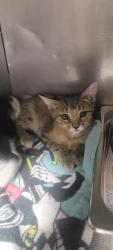 Shelter Stray Female Cat last seen , West Valley Animal Shelter, 20655 Plummer St, Chatsworth, CA 91311, USA