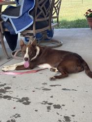 Found/Stray Male Dog last seen E 88th Ave and E manila road, bennett, co, Adams County, CO 80102