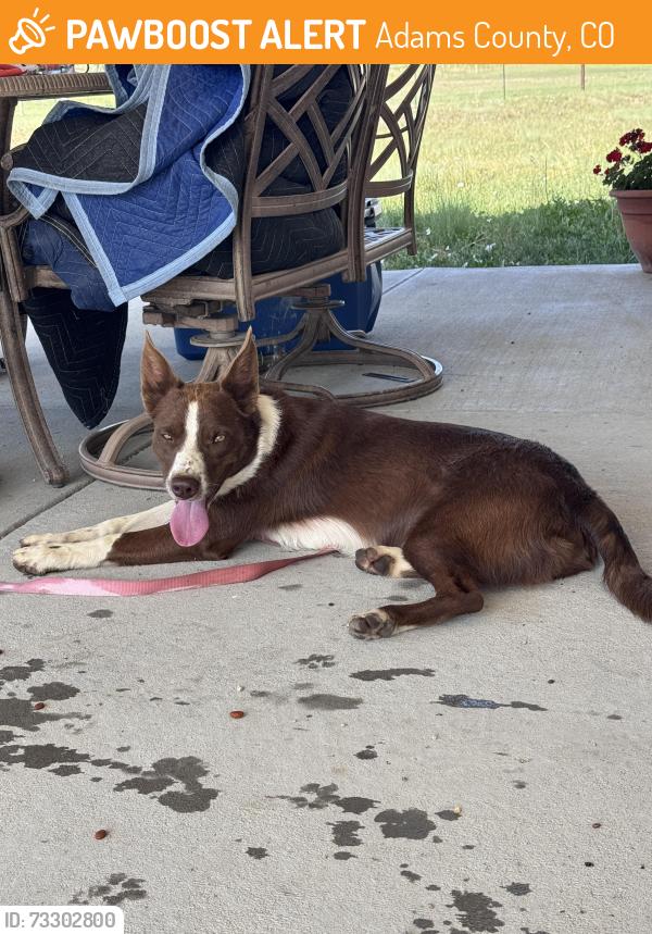 Found/Stray Male Dog last seen E 88th Ave and E manila road, bennett, co, Adams County, CO 80102
