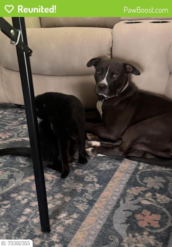 Reunited Female Dog last seen Auburn Blvd and Mariposa Ave, Citrus Heights, CA 95610