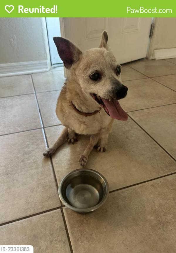 Reunited Male Dog last seen Center Ave, Holly hill, Holly Hill, FL 32117