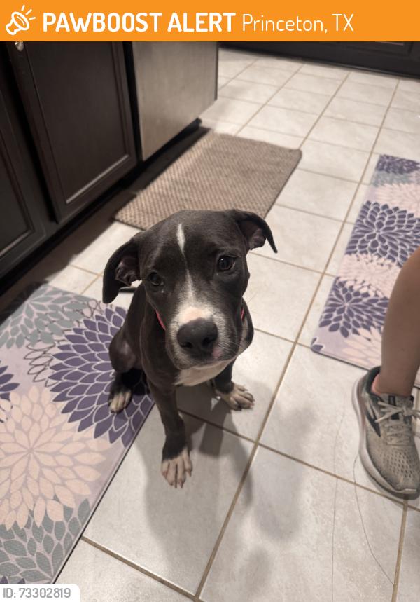 Found/Stray Female Dog last seen Princeton Meadow Blvd, Princeton, TX 75407