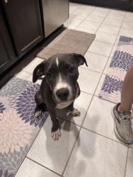 Found/Stray Female Dog last seen Princeton Meadow Blvd, Princeton, TX 75407