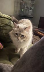 Reunited Female Cat last seen Near Wonder Ln, Irondale, AL 35210, USA, Irondale, AL 35210