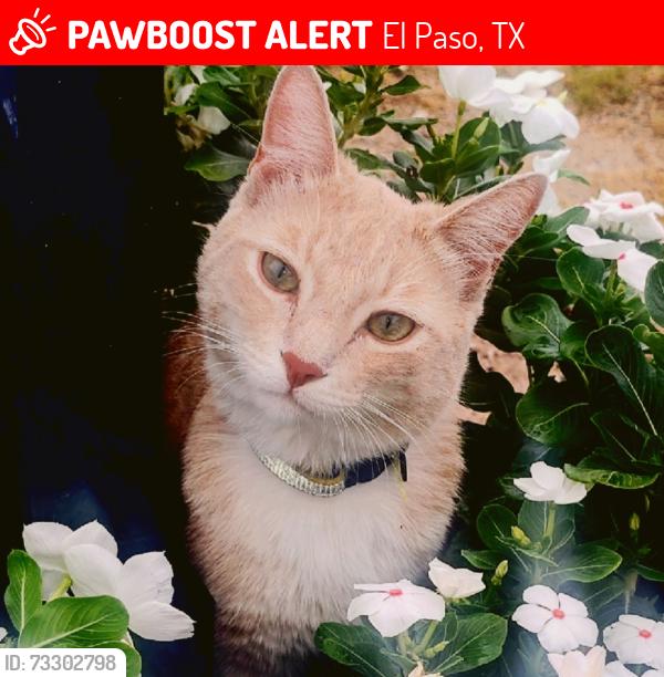 Lost Male Cat last seen Hillview Ave. and Mace St. El Paso Tx, El Paso, TX 79932