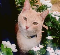 Lost Male Cat last seen Hillview Ave. and Mace St. El Paso Tx, El Paso, TX 79932