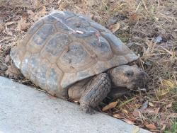Found/Stray Unknown Reptile last seen Raleigh Ave & Hamilton St., Costa Mesa, CA 92627