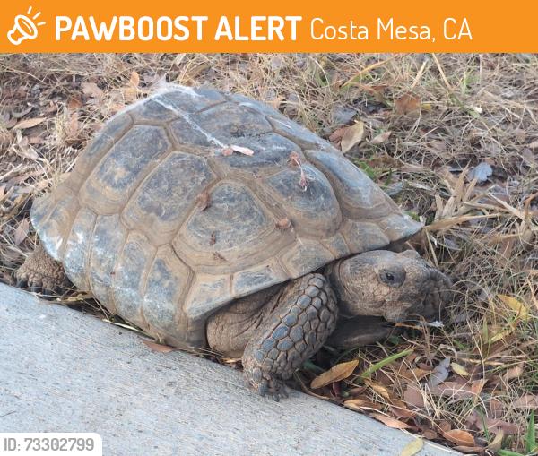 Found/Stray Unknown Reptile last seen Raleigh Ave & Hamilton St., Costa Mesa, CA 92627
