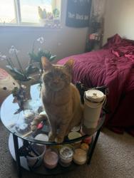 Reunited Male Cat last seen presley creek and lowell, Broomfield, CO 80023