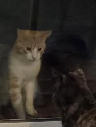 Found/Stray Unknown Cat last seen Green Vista, Cambridge, ON 