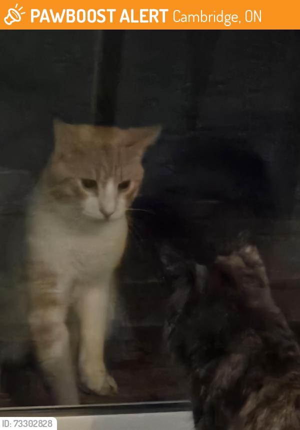 Found/Stray Unknown Cat last seen Green Vista, Cambridge, ON 