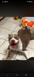 Lost Female Dog last seen Crooms area, Sanford, FL 32771