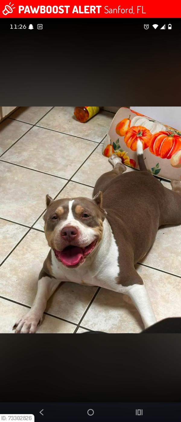 Lost Female Dog last seen Crooms area, Sanford, FL 32771