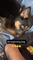 Reunited Male Dog last seen San antonio and Phillips, Ontario, CA 91762