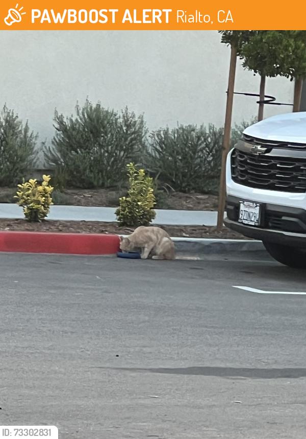 Found/Stray Female Cat last seen Across my hse, Rialto, CA 92376
