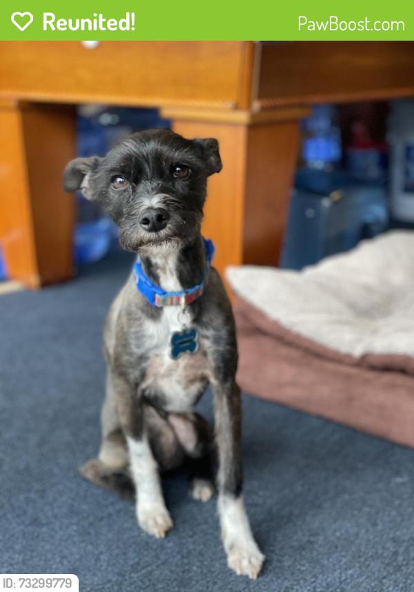 Reunited Male Dog last seen We live Pear tree Cul-de-sac, Fayetteville, NC 28306