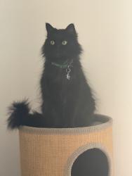 Reunited Female Cat last seen Near Massot Ave, Santee, CA 92071, USA, Santee, CA 92071