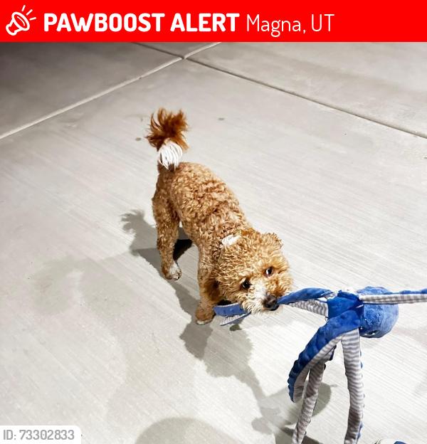 Lost Male Dog last seen Jefferson road 767, Magna, UT 84044