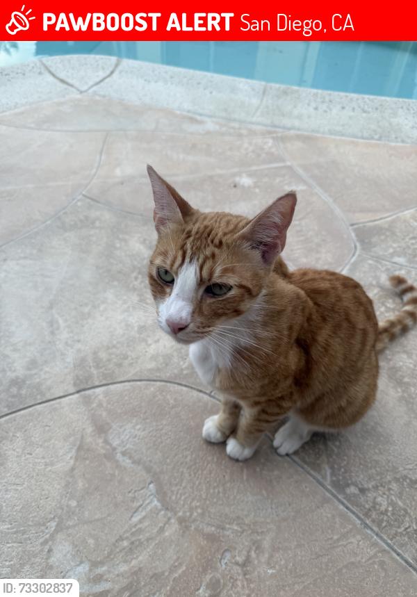 Lost Male Cat last seen Near Angell Ave, San Diego, CA 92122