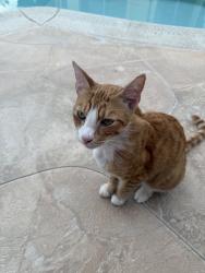 Lost Male Cat last seen Near Angell Ave, San Diego, CA 92122