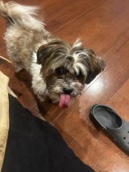 Reunited Male Dog last seen Abe lincoln, San Antonio, TX 78240