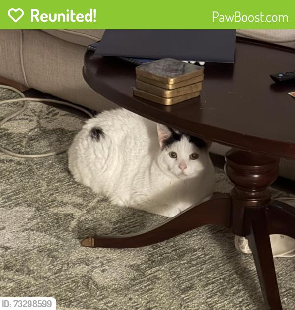 Reunited Male Cat last seen Near US Hwy 19 N, Clearwater, FL 33763, USA, Clearwater, FL 33763